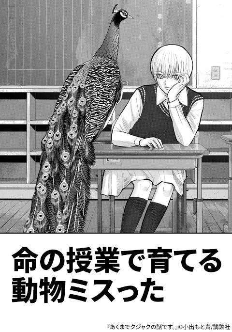 『あくまでクジャクの話です。』大喜利画像